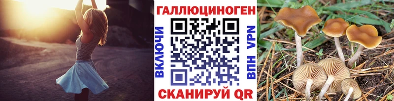 kraken вход  Славянск-на-Кубани  Галлюциногенные грибы Cubensis 